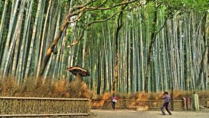 keajaiban-alam-jepang-dari-gunung-fuji-hingga-hutan-bambu-arashiyama